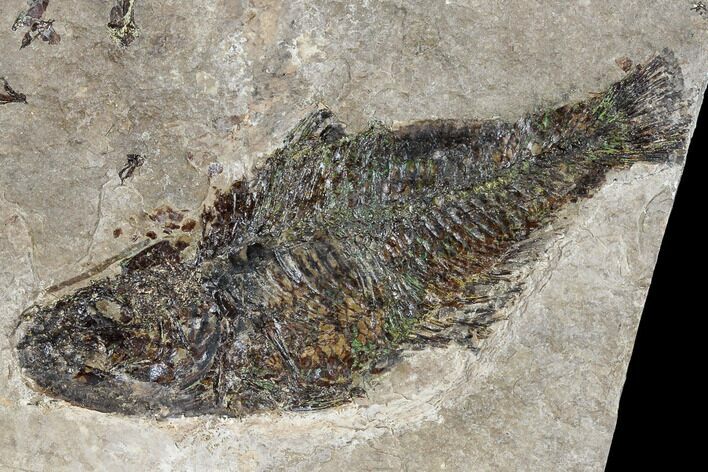 Miocene Fossil Fish From Nebraska - New Find #113171